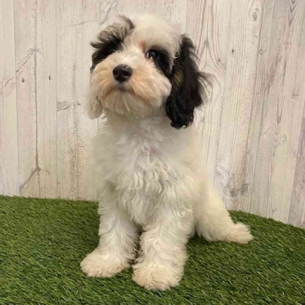 Male Mini Sheepadoodle Puppy for sale