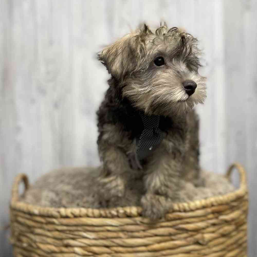 Male Hava-Schnauzer Puppy for sale