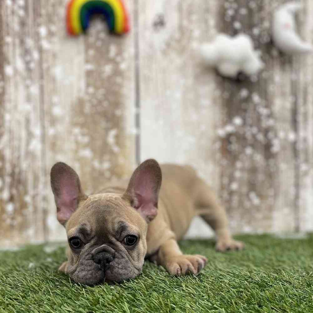 Female French Bulldog Puppy for Sale in Braintree, MA