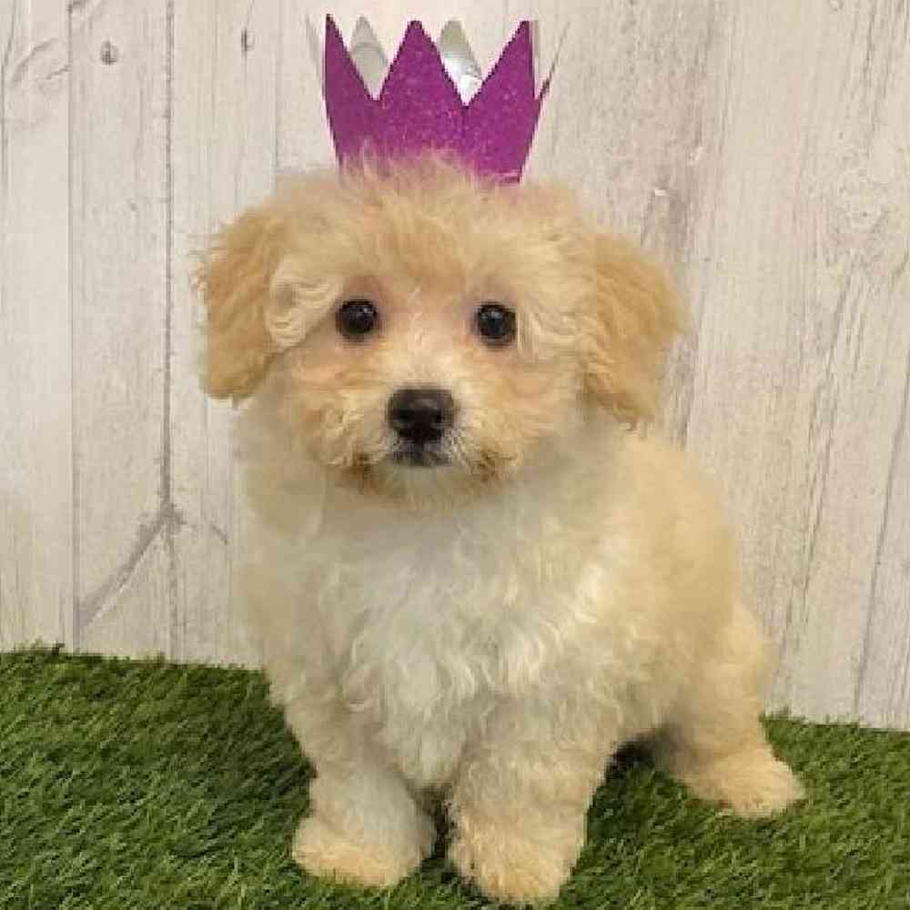 Female Bichon-Poodle Puppy for sale