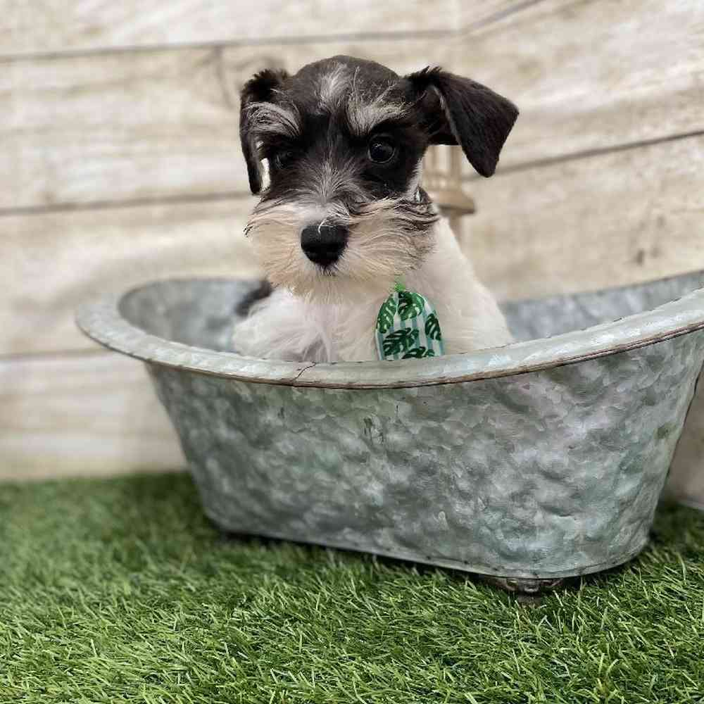 Male Miniature Schnauzer Puppy for Sale in Braintree, MA