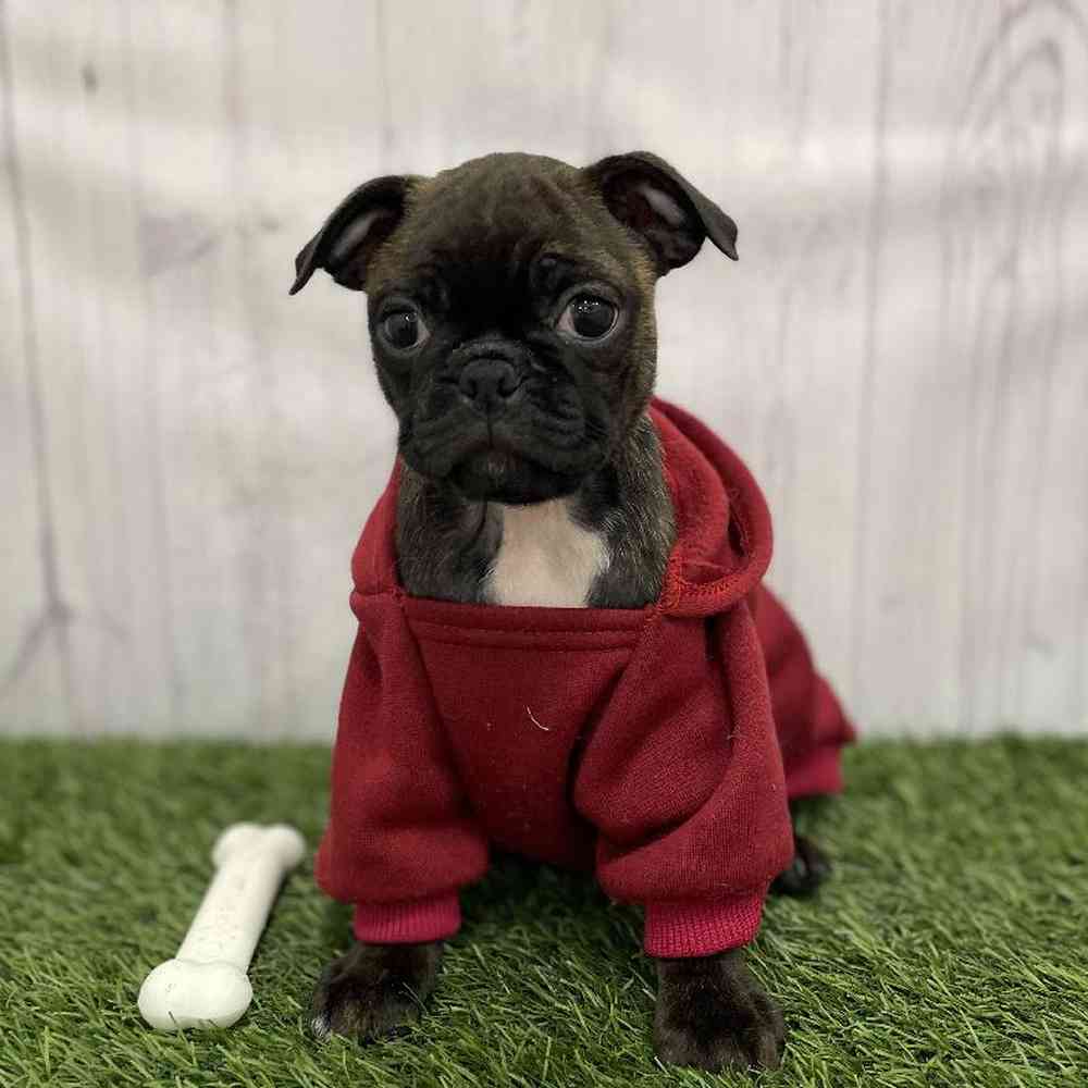 Male Bugg Puppy for Sale in Braintree, MA