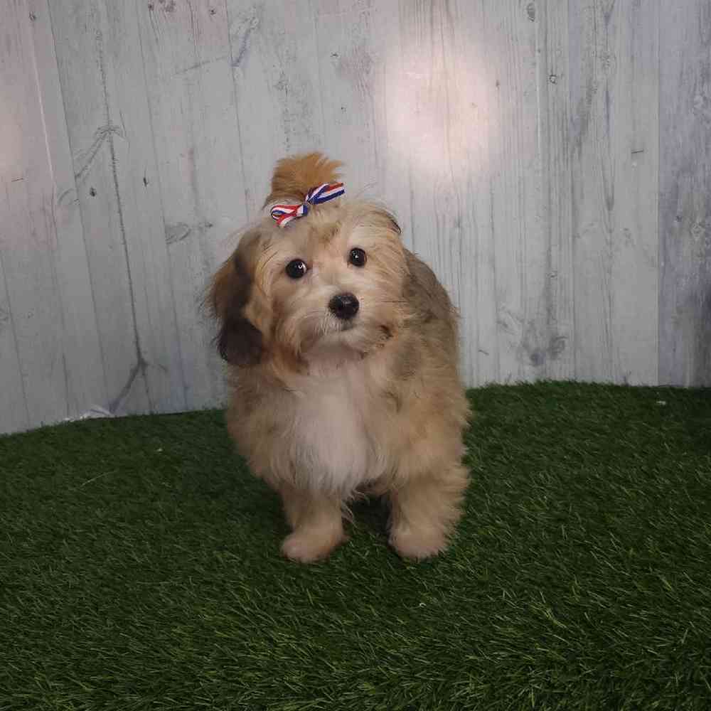 Female Lhatese Puppy for sale
