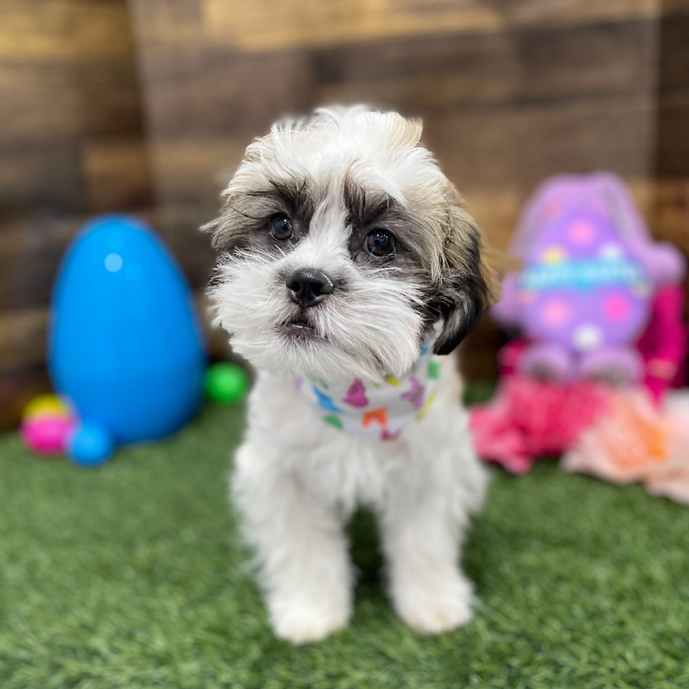 Male Teddy Bear (Zuchon) 2nd Gen Puppy for Sale in Braintree, MA