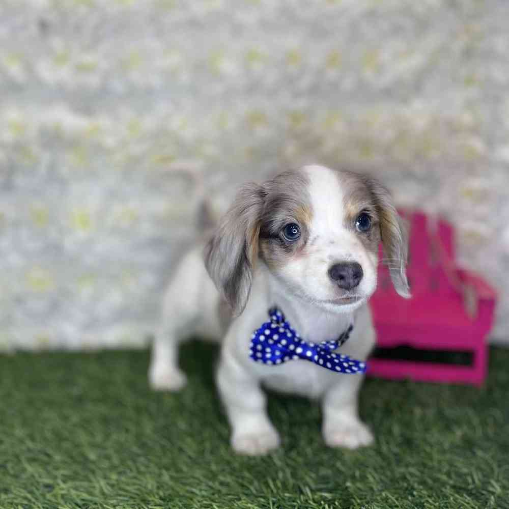 Male Chiweenie Puppy for Sale in Braintree, MA