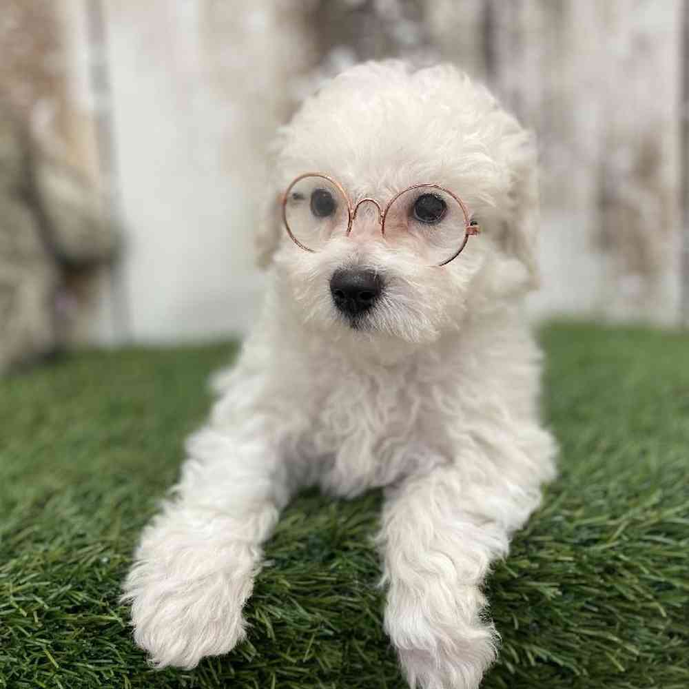 Female Bichon Frise Puppy for Sale in Braintree, MA