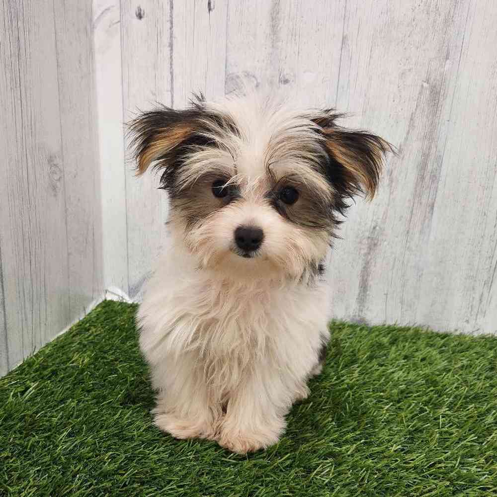 Male Morkie Puppy for sale
