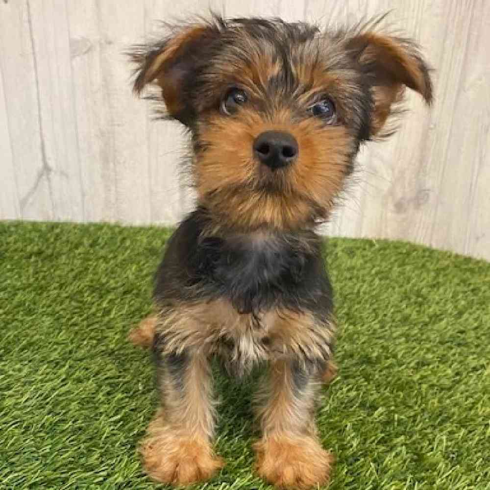 Male Yorkshire Terrier Puppy for sale