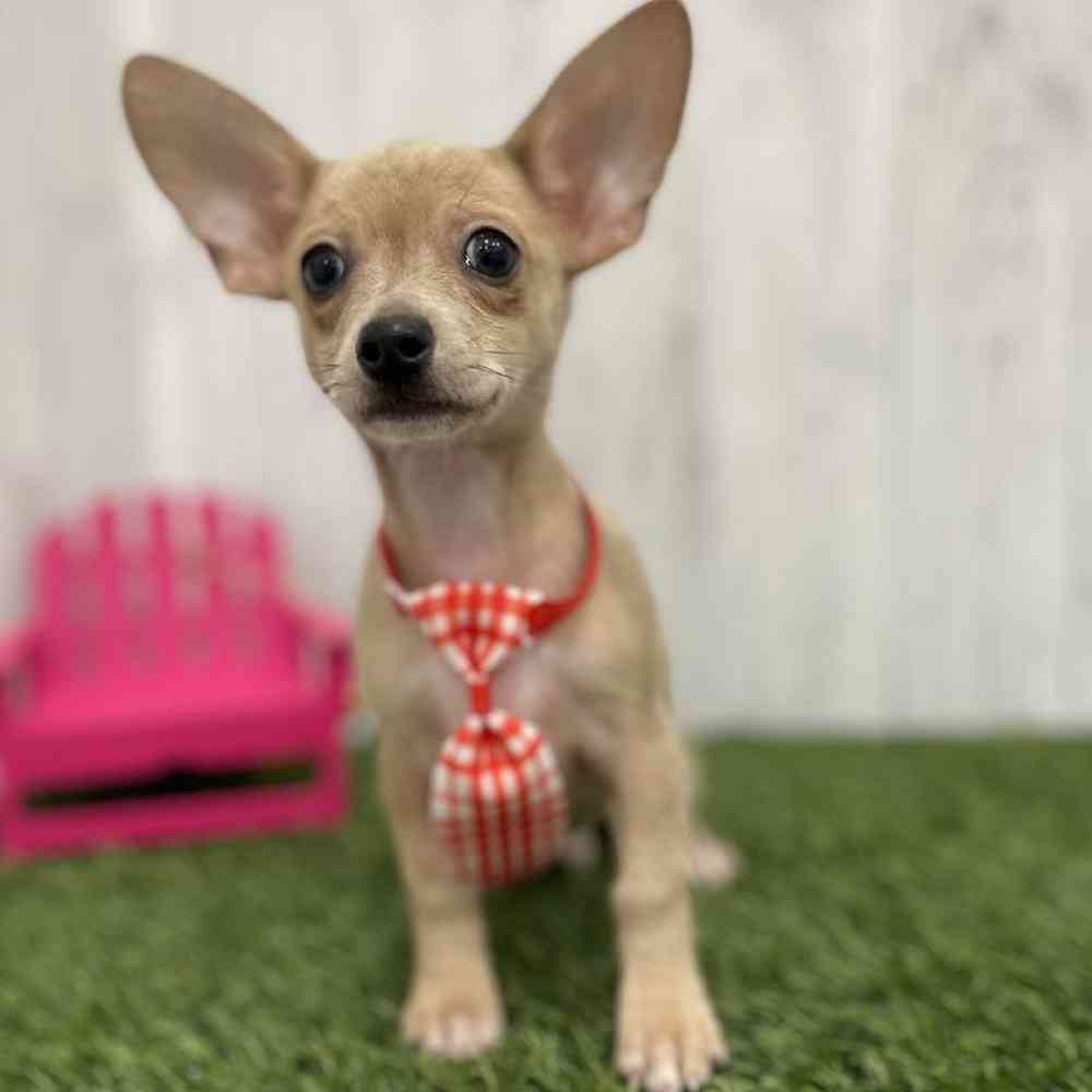 Male Chihuahua Puppy for Sale in Braintree, MA