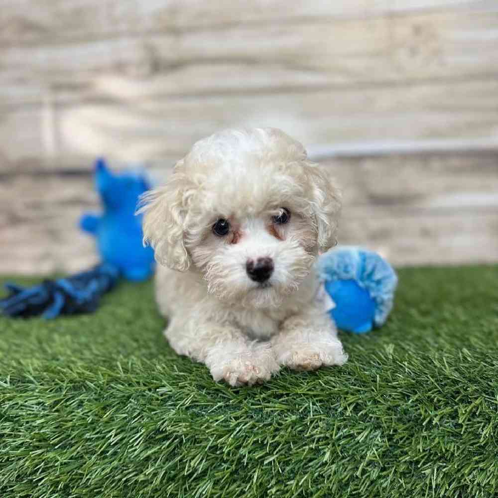 Male Havapoo Puppy for Sale in Saugus, MA