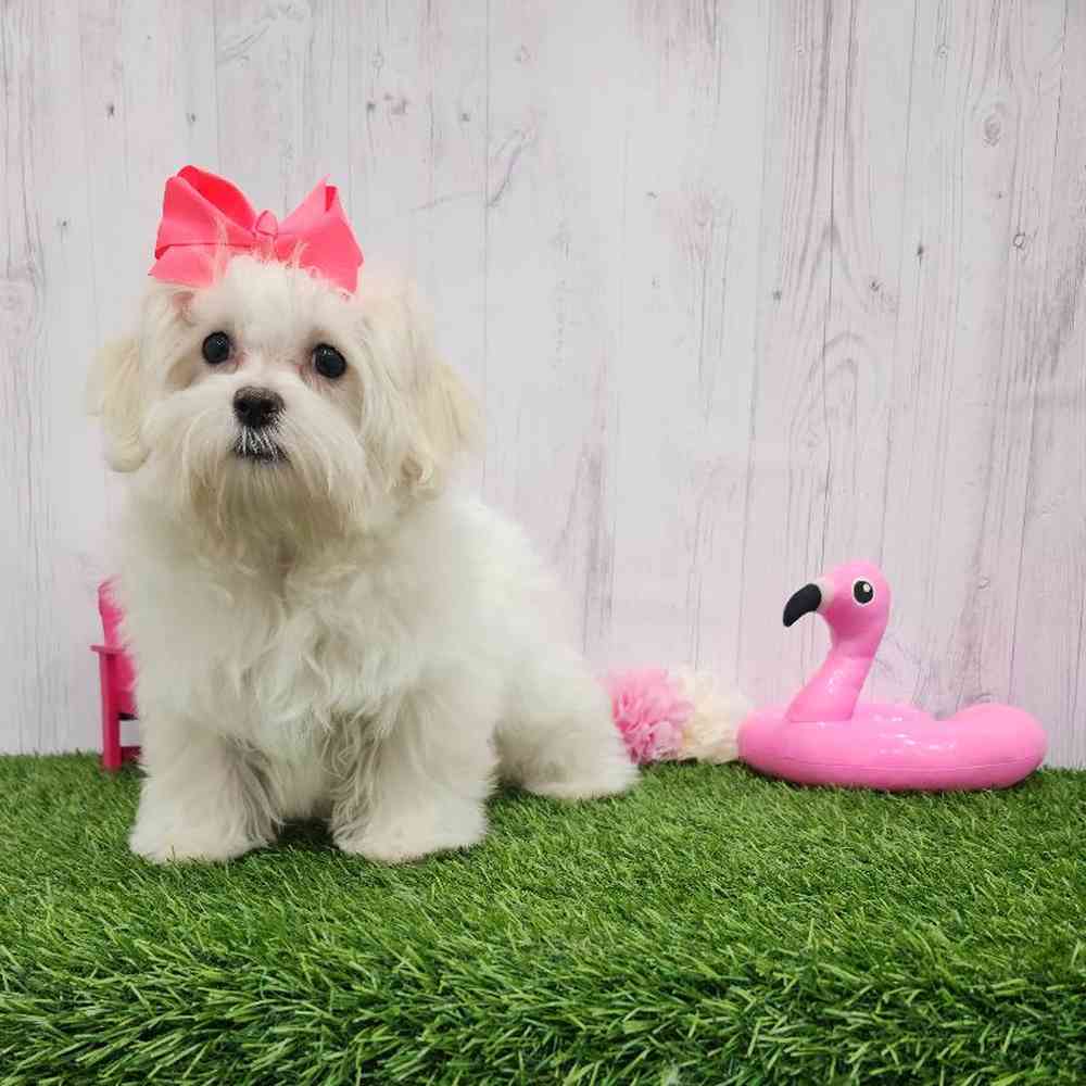 Female Havamalt Puppy for Sale in Braintree, MA