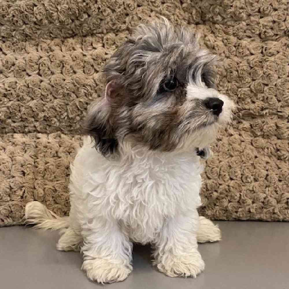 Female CockaChon Puppy for sale
