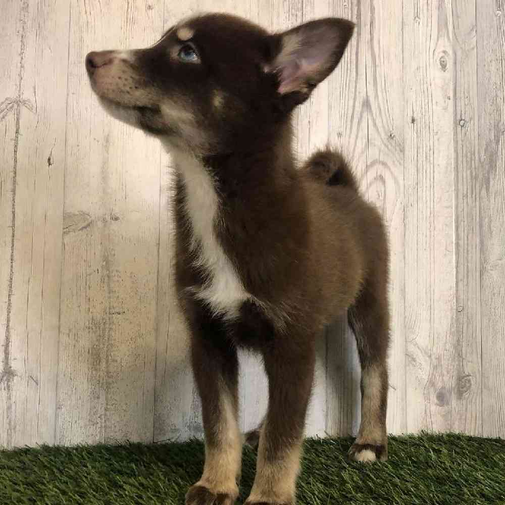 Male Pomsky Puppy for sale