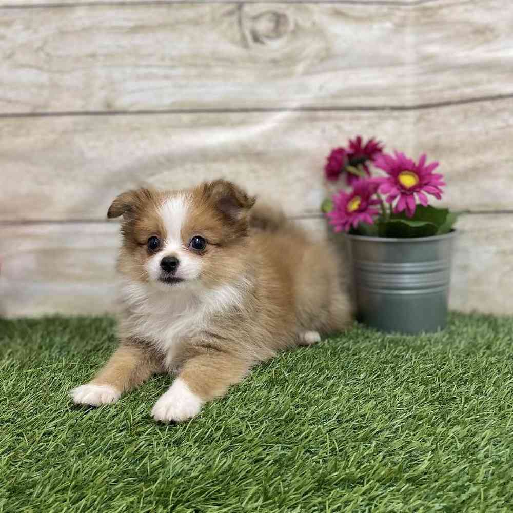 Female Aussie Pom Puppy for Sale in Braintree, MA
