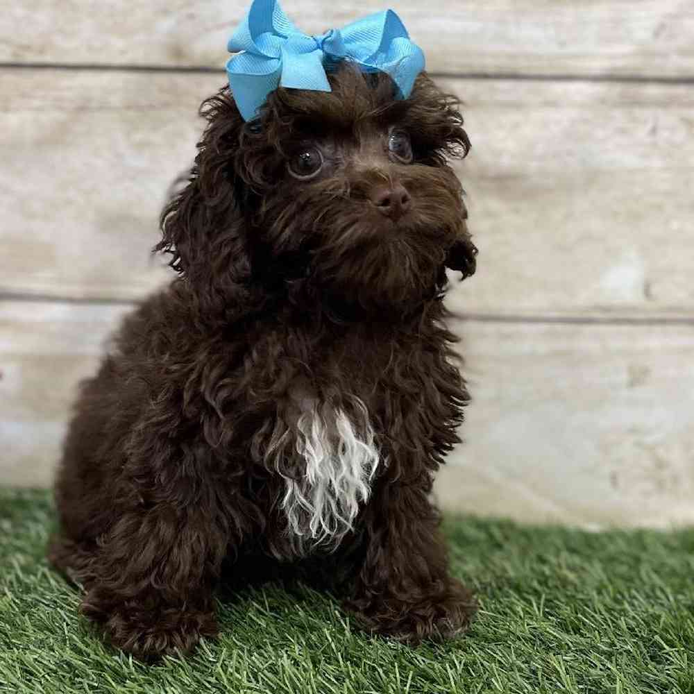 Female Cockapoo 2nd Gen Puppy for Sale in Braintree, MA