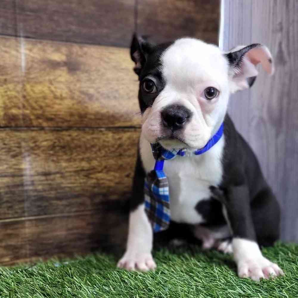 Male Boston Terrier Puppy for Sale in Saugus, MA