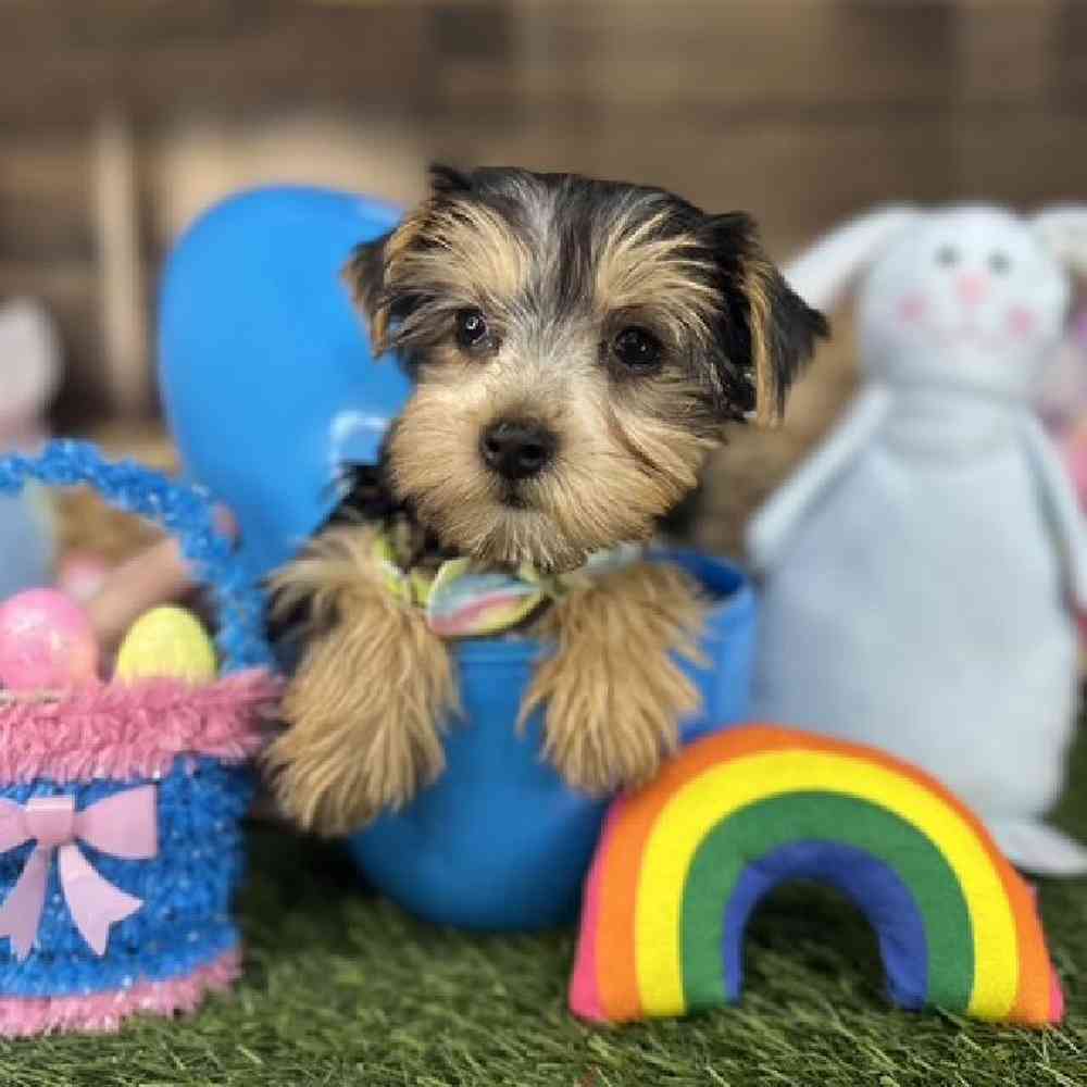 Male Yorkshire Terrier Puppy for Sale in Saugus, MA