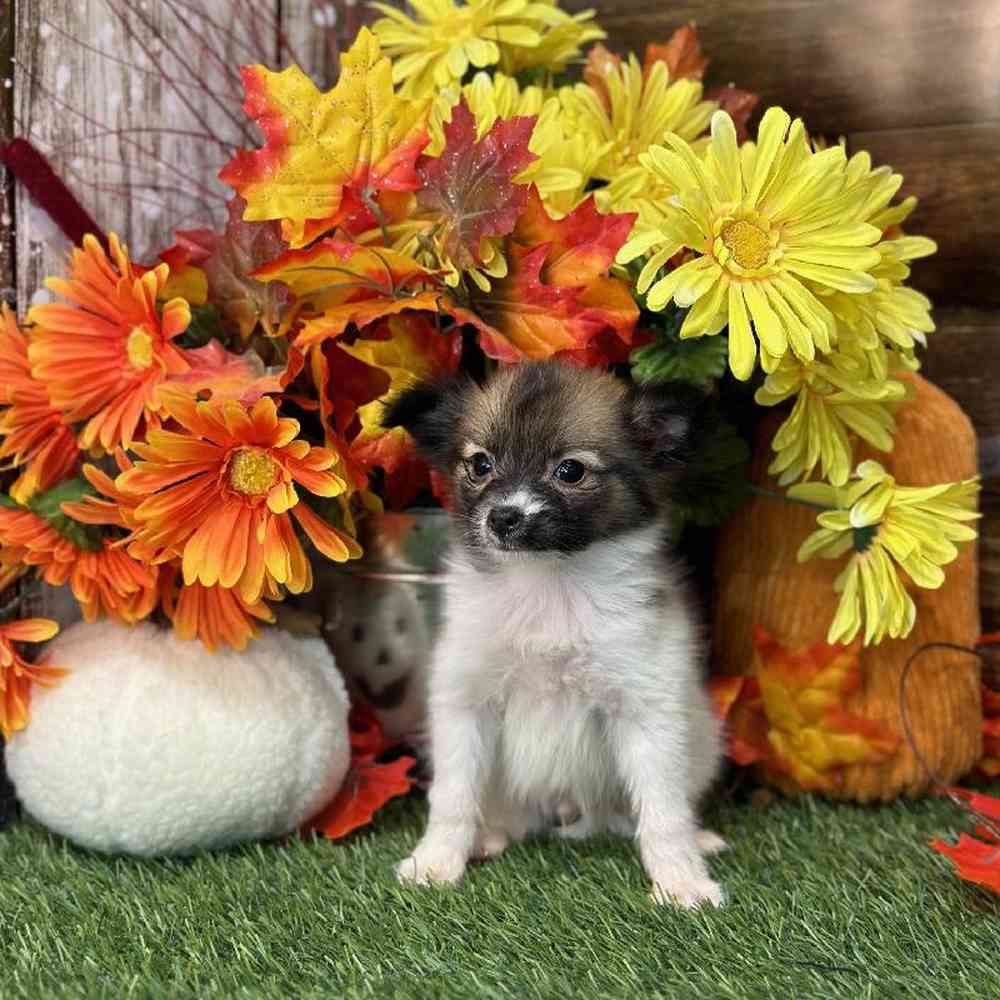 Male Papillon Puppy for Sale in Braintree, MA