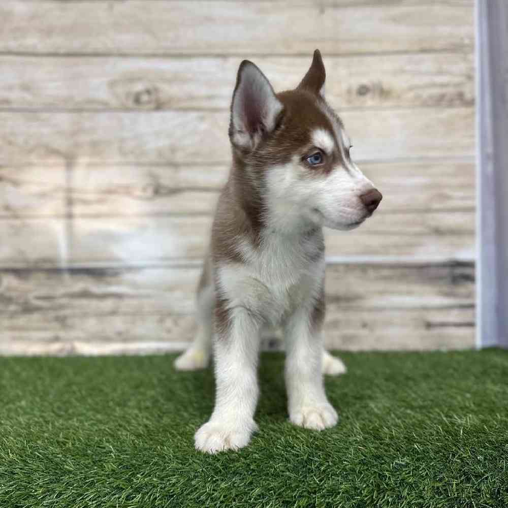 Male Siberian Husky Puppy for Sale in Braintree, MA