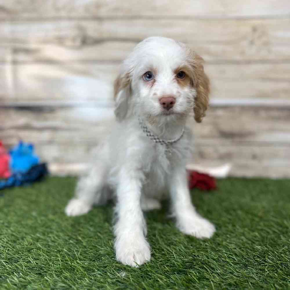 Female Cockapoo 2nd Gen Puppy for Sale in Saugus, MA