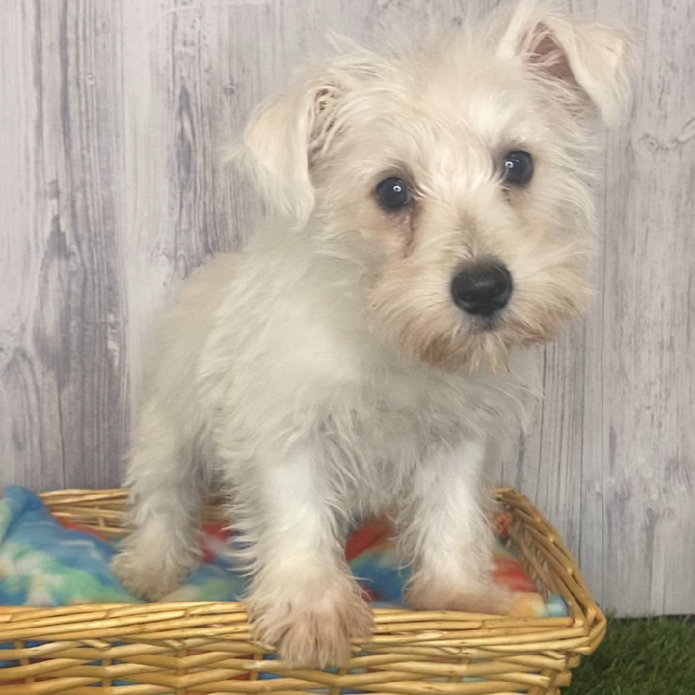 Female Wauzer (Westie/Min Schnauzer) Puppy for Sale in Saugus, MA