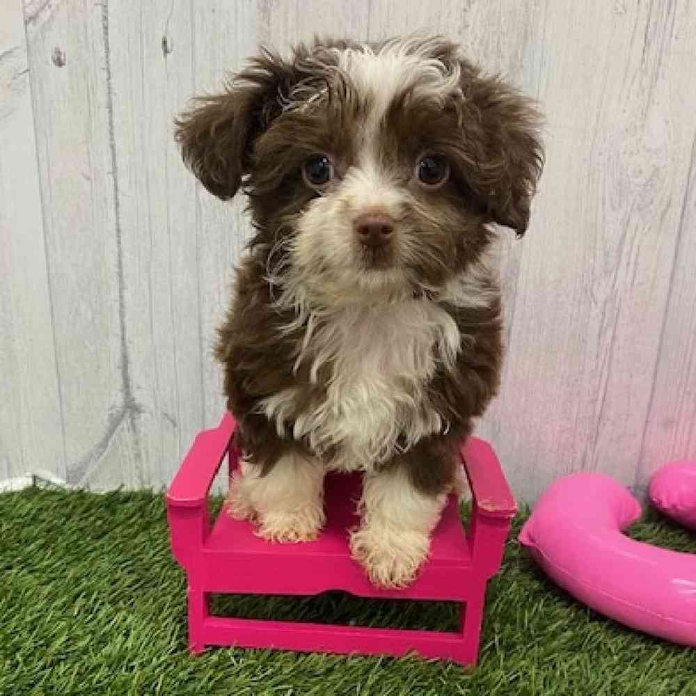 Male Mini Aussiedoodle Puppy for Sale in Braintree, MA