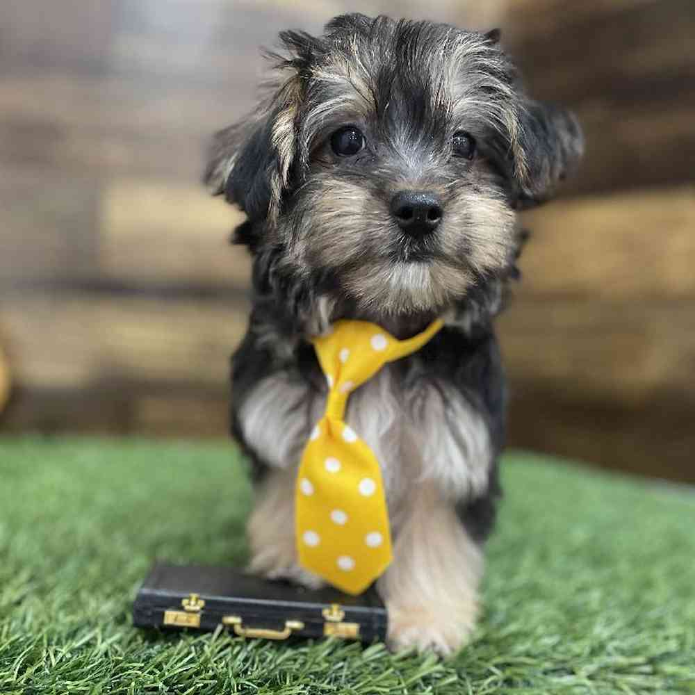 Male Silkese Puppy for Sale in Braintree, MA