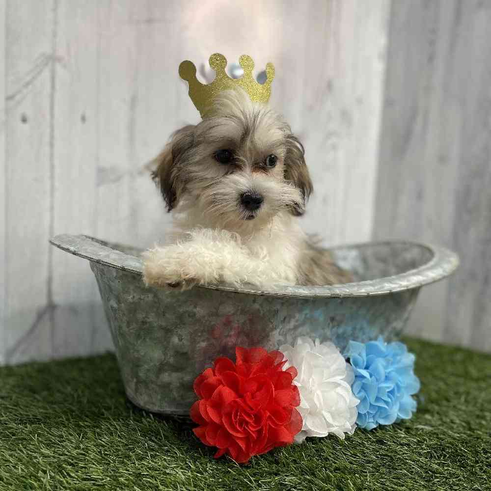 Male Malshi Puppy for sale