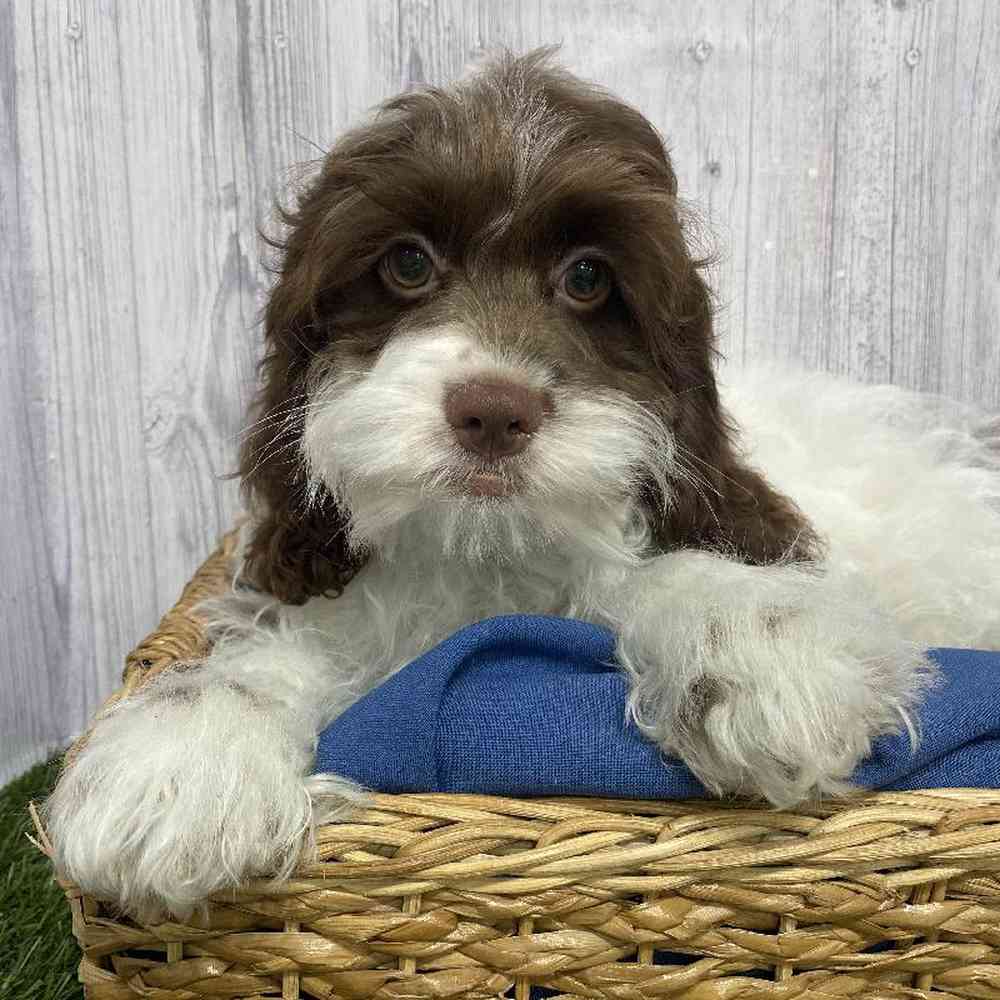 Male Cockapoo Puppy for Sale in Saugus, MA
