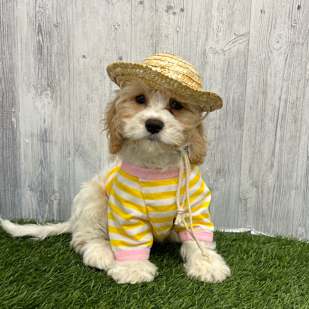 Female Cavachon Puppy for Sale in Braintree, MA