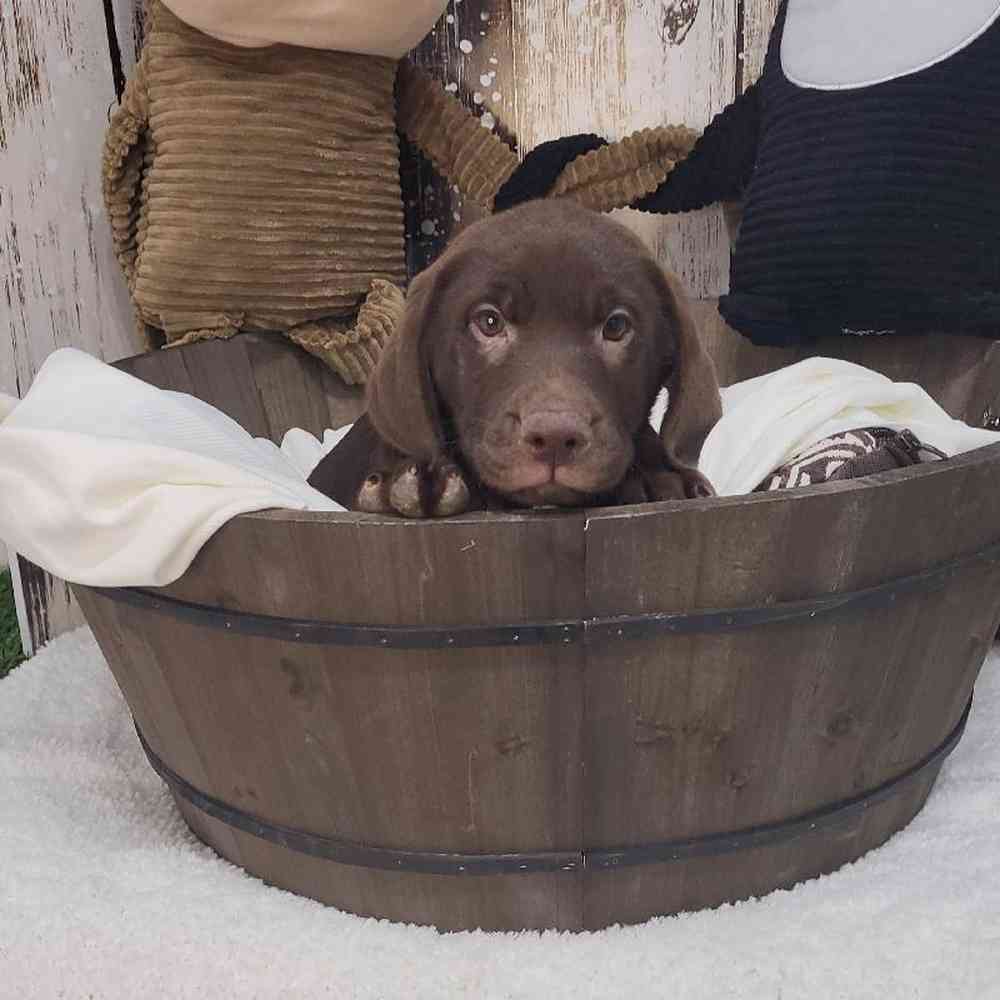 Male Labrador Retriever Puppy for Sale in Saugus, MA