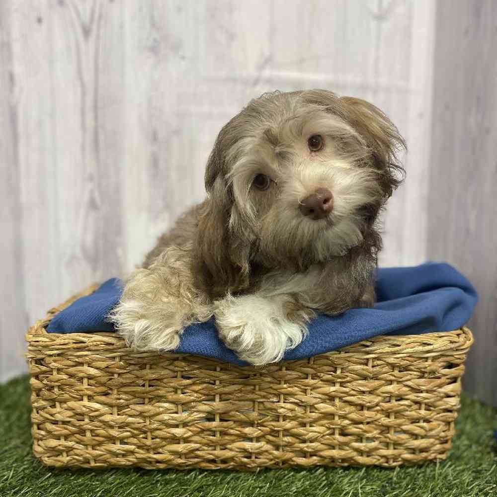 Male Havanese Puppy for Sale in Saugus, MA
