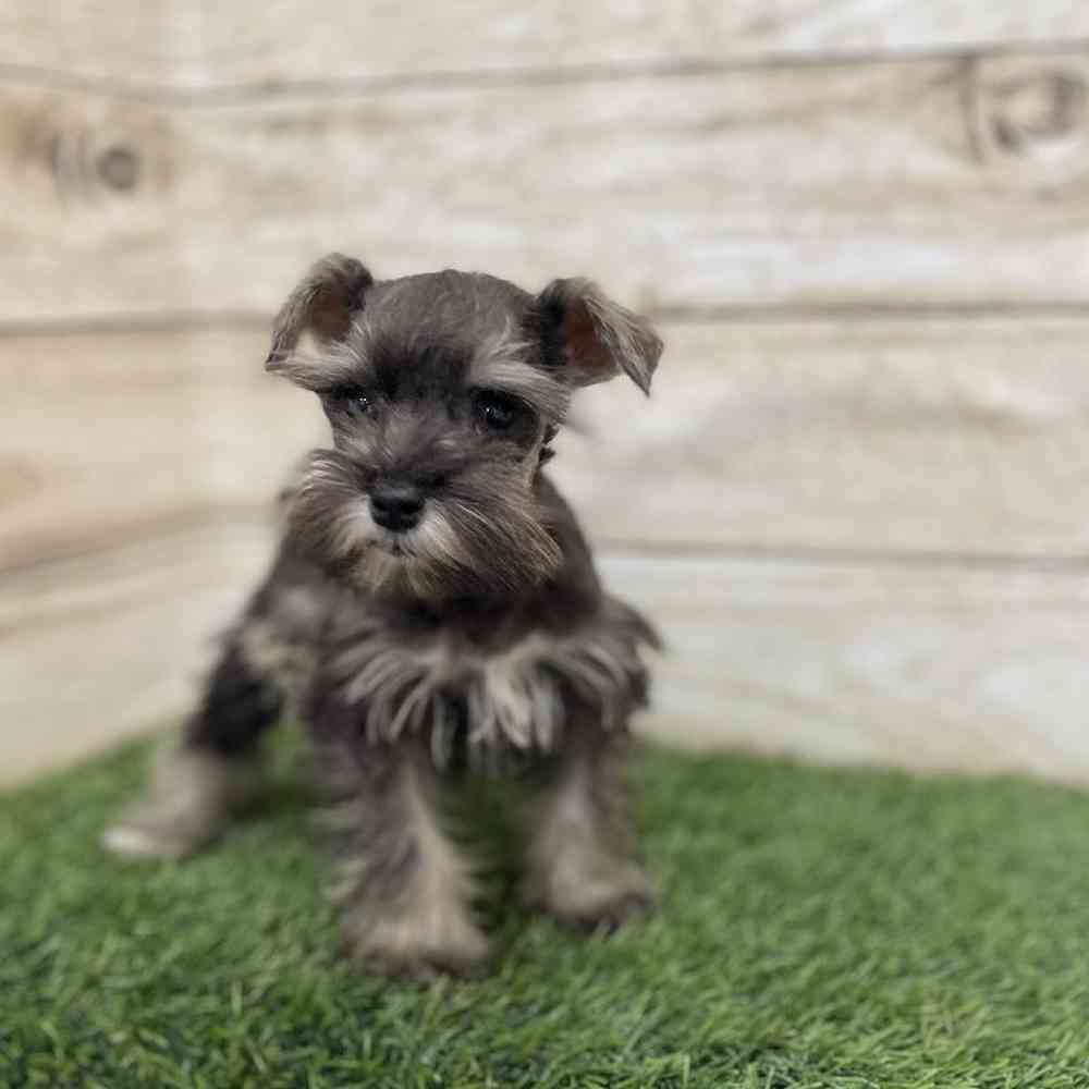 Female Miniature Schnauzer Puppy for Sale in Braintree, MA