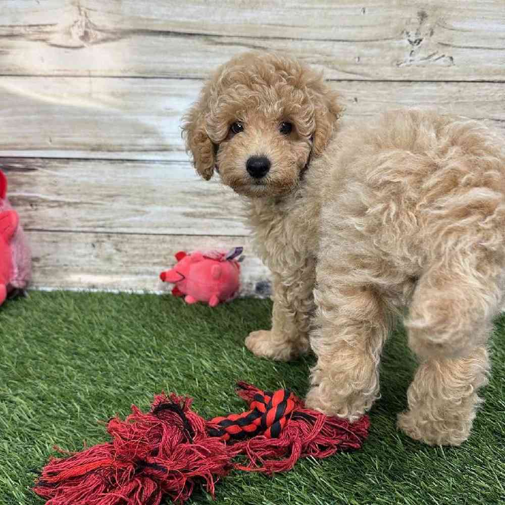 Male Mini Goldendoodle F1BB Puppy for Sale in Saugus, MA
