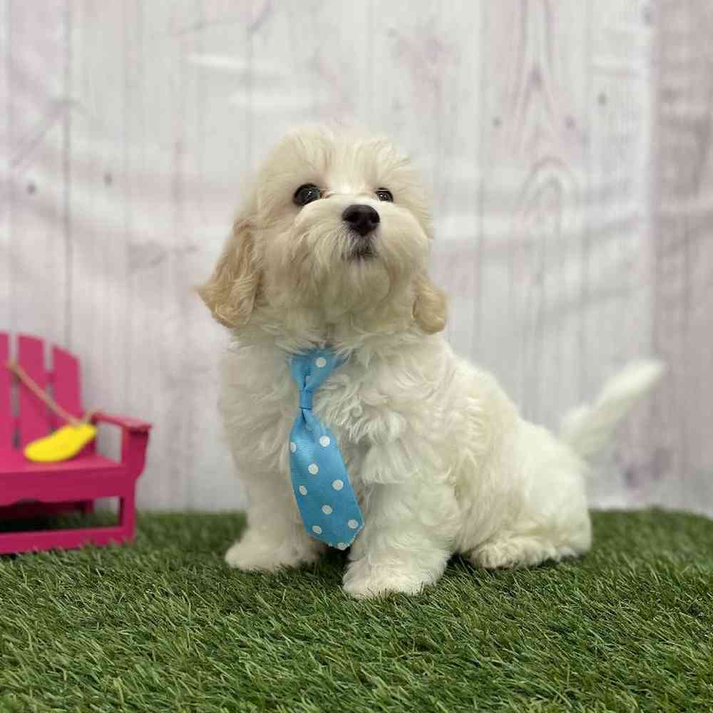 Male Malti-Poo Puppy for Sale in Braintree, MA