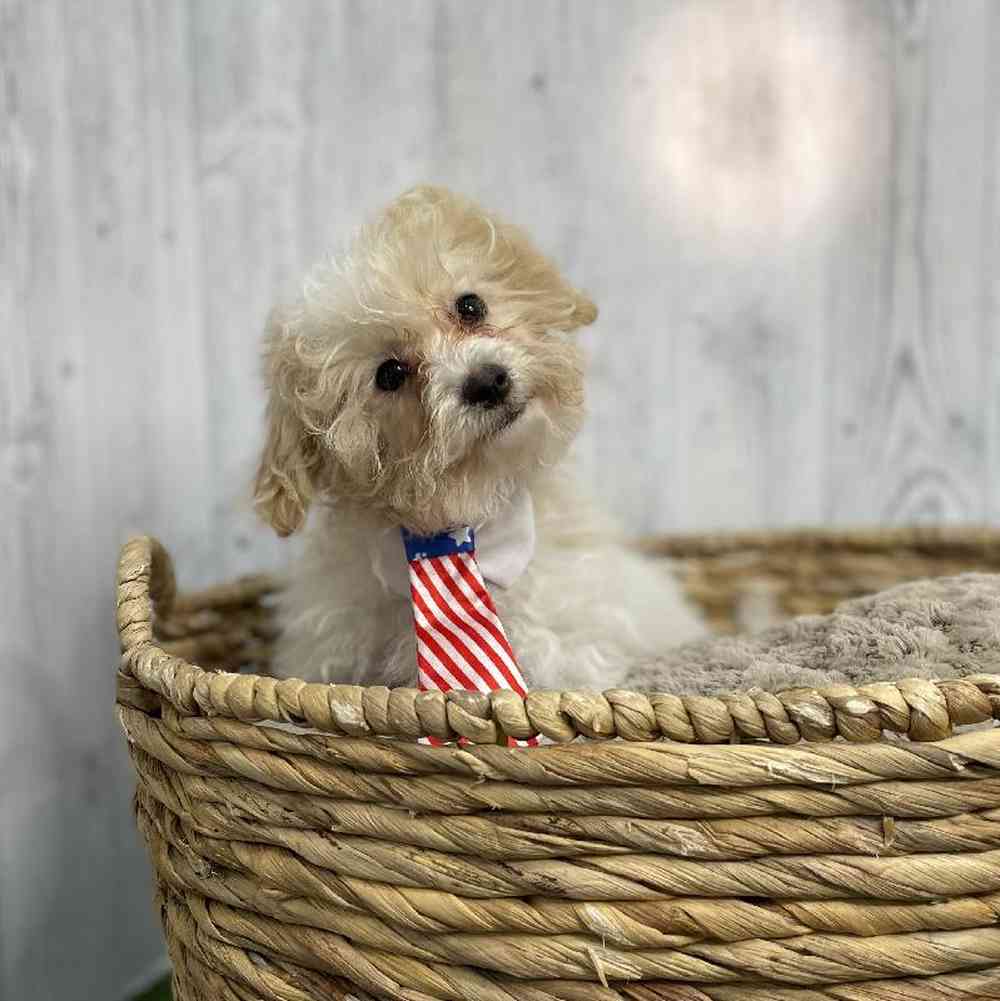 Male Bichon-Poodle Puppy for sale