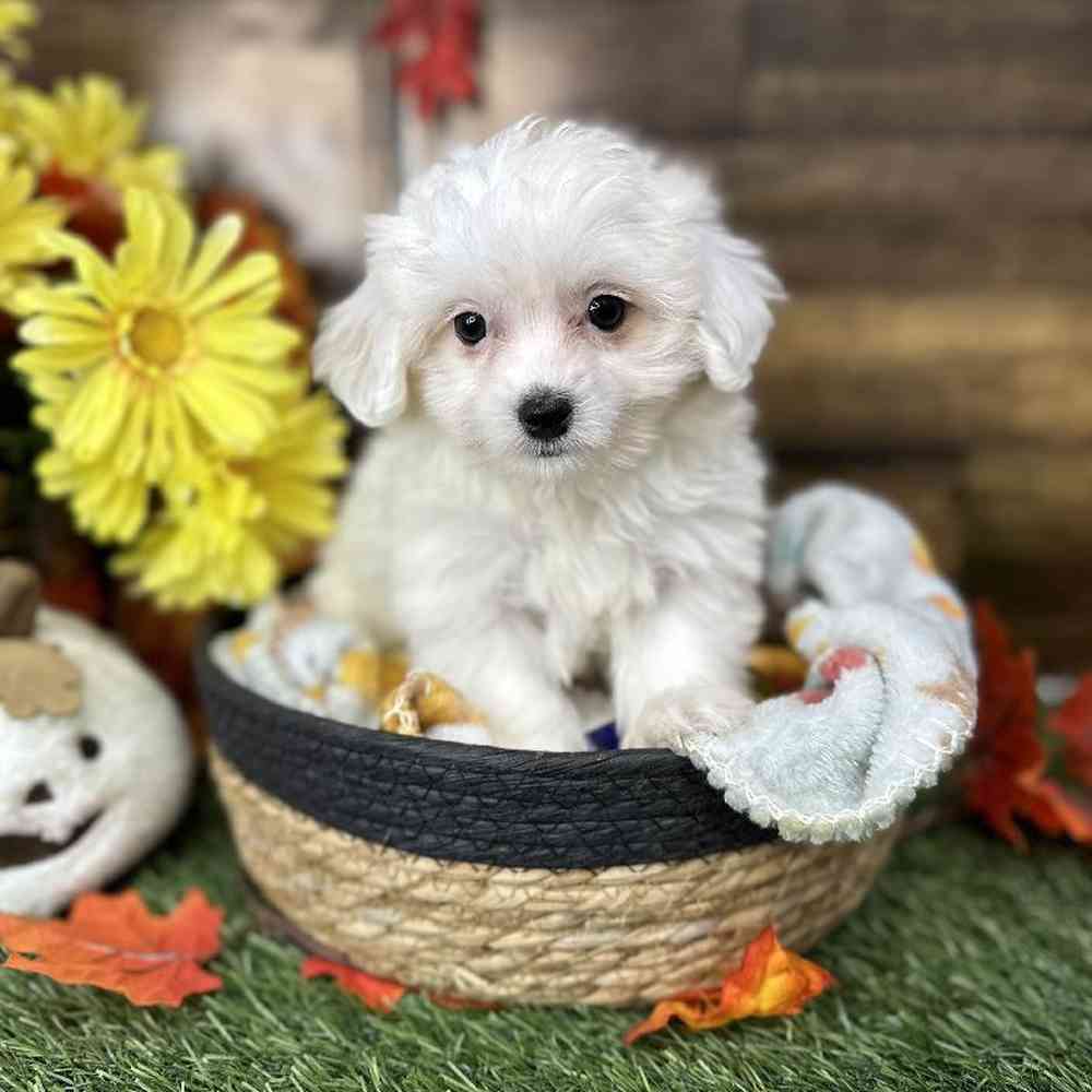 Female Coton De Tulear Puppy for Sale in Saugus, MA