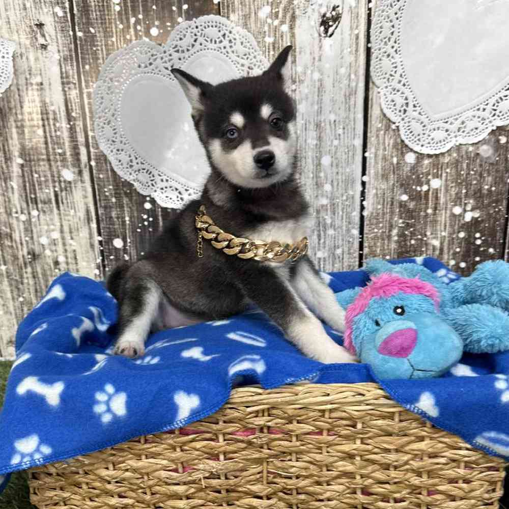 Male Alaskan Klee Kai Puppy for Sale in Saugus, MA
