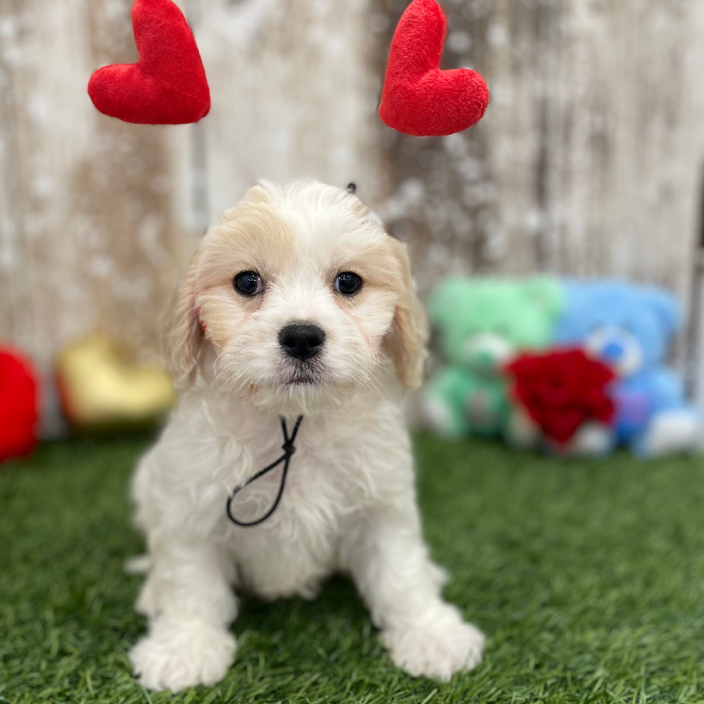 Male Cavachon Puppy for Sale in Braintree, MA