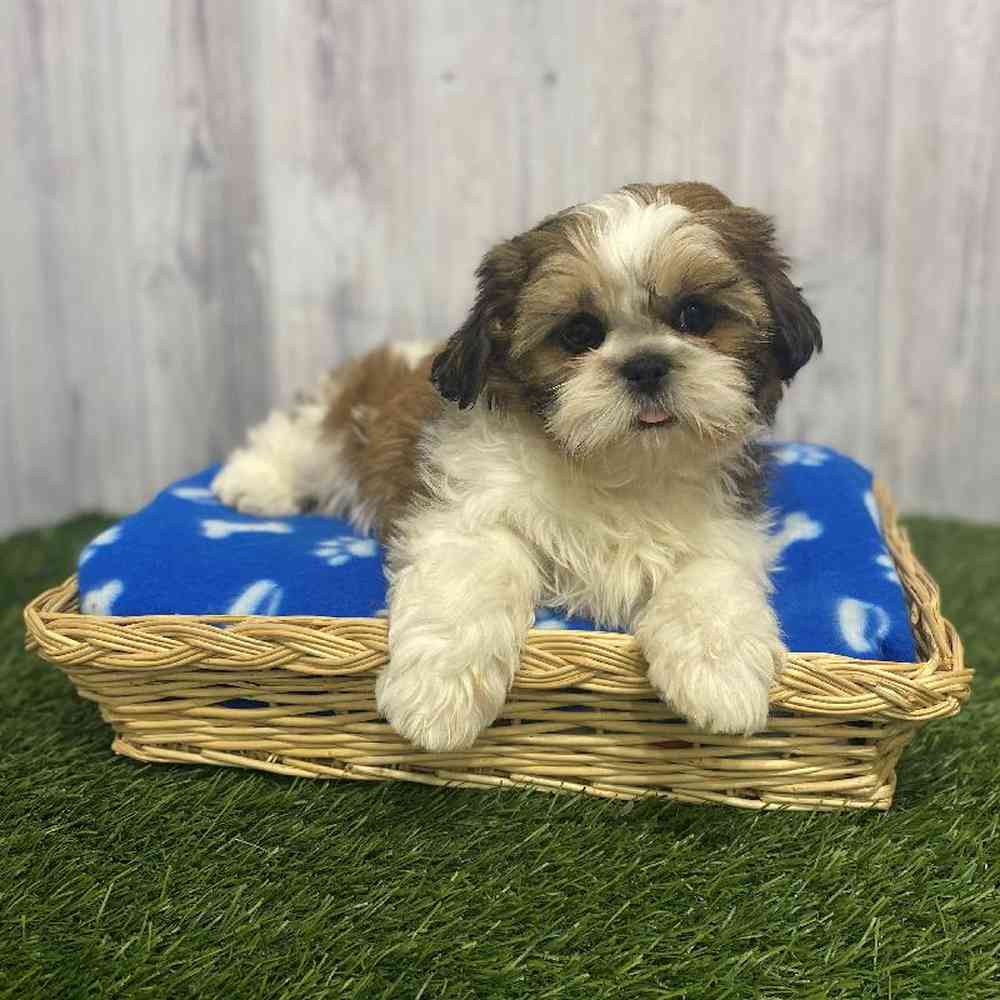 Female Shih-Apso Puppy for Sale in Saugus, MA