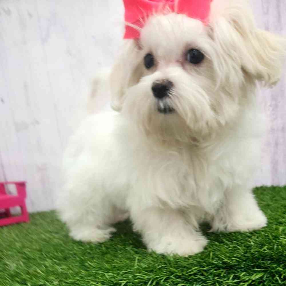 Female Havamalt Puppy for Sale in Braintree, MA