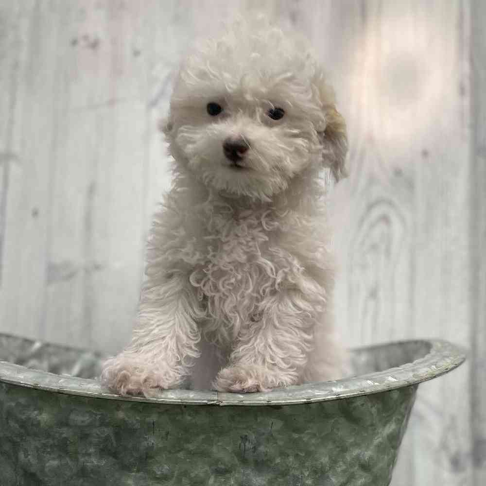 Female Poodle (MINI) Puppy for sale