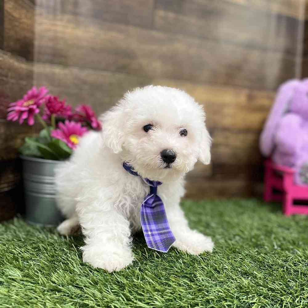 Male Bichon Frise Puppy for Sale in Braintree, MA