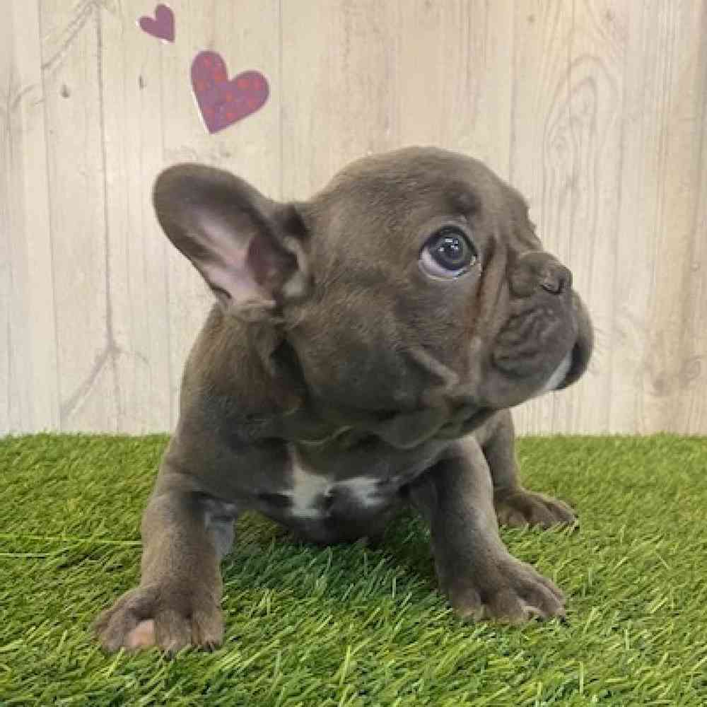 Male French Bulldog Puppy for sale
