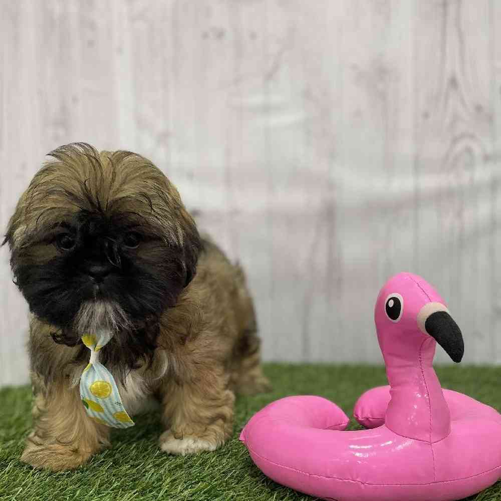 Male Shih Tzu Puppy for Sale in Braintree, MA