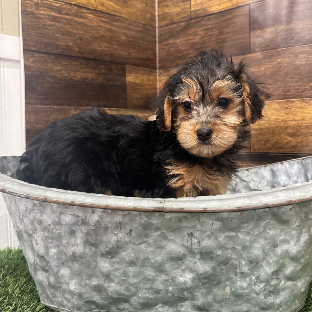 Female Yorkie-Poo Puppy for Sale in Braintree, MA