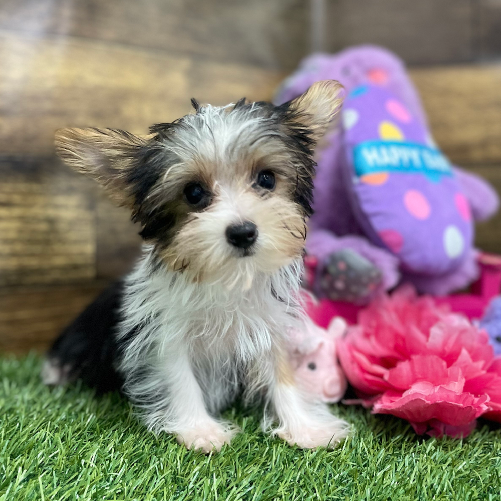 Female Yorkshire Terrier Puppy for Sale in Braintree, MA