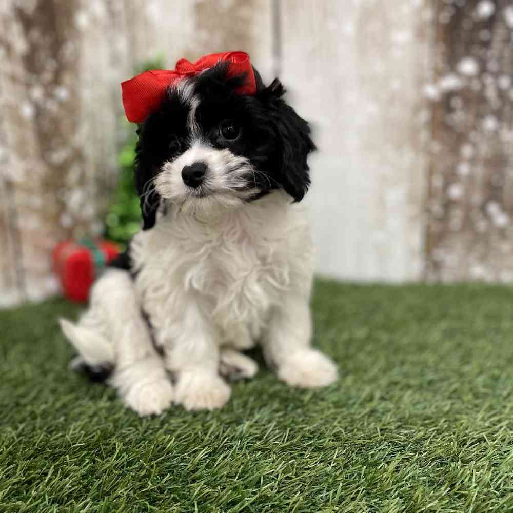Female Cavapoo Puppy for Sale in Braintree, MA