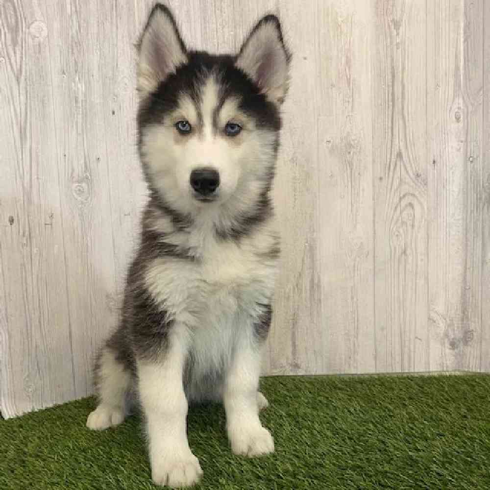 Male Siberian Husky Puppy for sale