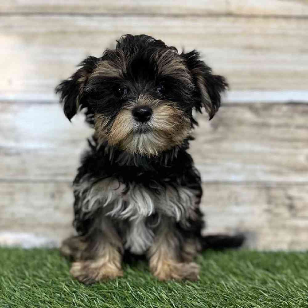 Male Morkie Puppy for Sale in Saugus, MA
